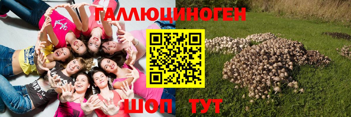 ГАШИШ Губаха